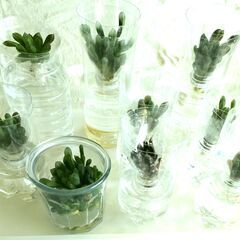 多肉植物　ハオルチア　オブツーサ等　水耕栽培　⓵　9個の画像
