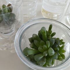 多肉植物　ハオルチア　オブツーサ等　水耕栽培　⓵　9個の画像