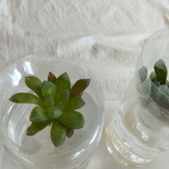 多肉植物　ハオルチア　オブツーサ等　水耕栽培　⓵　9個の画像