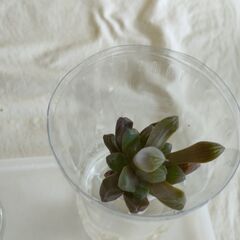 多肉植物　ハオルチア　オブツーサ等　水耕栽培　⓵　9個の画像