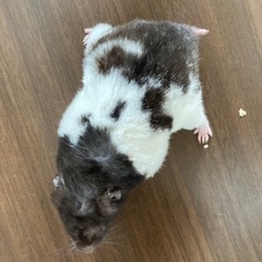 ハムスター