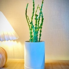 珍種！変わった見た目の塊根植物ユーフォルビアクンチー！オシャレ観葉植物