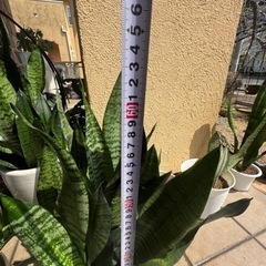 【観葉植物】サンスベリアを1鉢2,000円で販売致します。【引取り限定】の画像