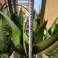 【観葉植物】サンスベリアを1鉢2,000円で販売致します。【引取り限定】の画像