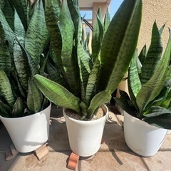 【観葉植物】サンスベリアを1鉢2,000円で販売致します。【引取り限定】の画像