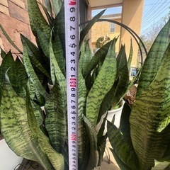 【観葉植物】サンスベリアを1鉢2,000円で販売致します。【引取り限定】の画像