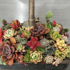 ☆多肉植物蛇口プランター寄せ植え