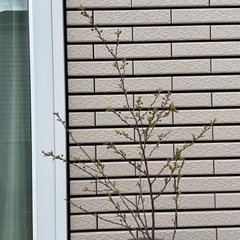 ニワサクラ　56㎝　生活雑貨 家庭用品 ガーデニング