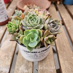 多肉植物　寄せ植え１３種