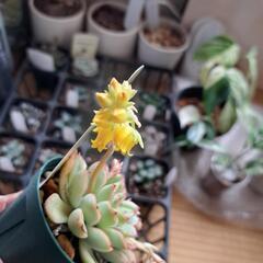 ペルシダの画像