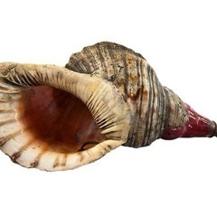 NO.1313 法螺貝 40cm ほら貝 ホラ貝 山伏 笛 オブジェ インテリア 甲冑