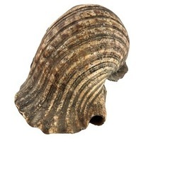 NO.1313 法螺貝 40cm ほら貝 ホラ貝 山伏 笛 オブジェ インテリア 甲冑