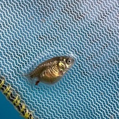 ドラゴンスケールらんちゅう稚魚　国産　