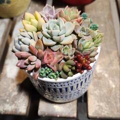(お話し中)多肉植物寄せ植え薄氷