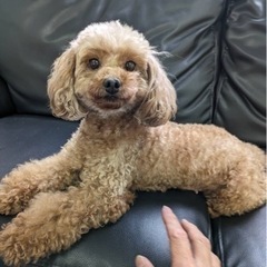 トイプードル🐶（代理投稿です）