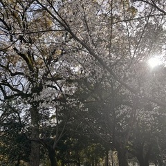 4/6 お花見をご一緒しませんか？パンもあります✨