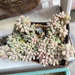 多肉植物　姫秀麗の画像