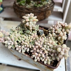 多肉植物　姫秀麗の画像