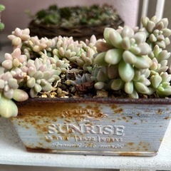 多肉植物　姫秀麗の画像