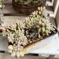 多肉植物　姫秀麗の画像