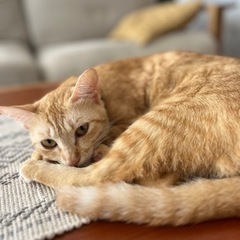 ぶきっちょさんでも大丈夫！簡単レザークラフト教室を開催します♪の画像