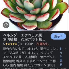 ペルシダの画像
