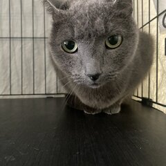 飼い主死亡のロシアンブルー１０歳、オスの里親募集 ！　とっても面...