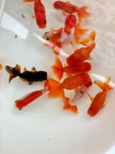 《お取引決まりました》金魚 ★らんちゅう（黒らんちゅうの色抜けの子含む）明け2歳 12匹★ 現物出品 6～7cm