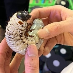 ギアスポリオン、DHH、エレファスの幼虫達⑤