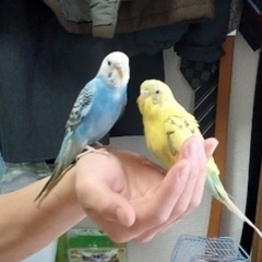 セキセイインコ　1歳2羽　ケージ付き