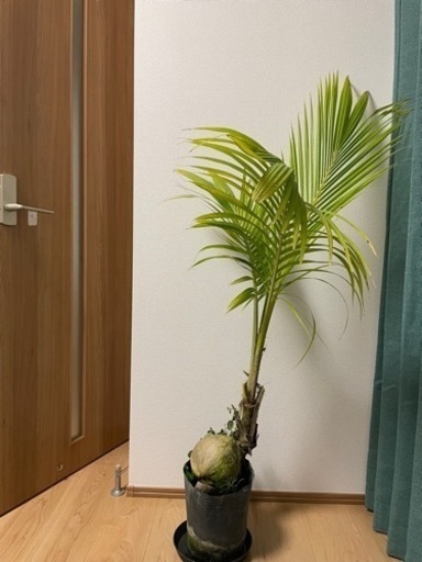 生活雑貨 家庭用品 ガーデニング