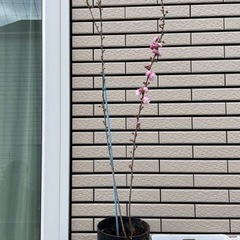 ニワサクラ　75㎝　生活雑貨 家庭用品 ガーデニング