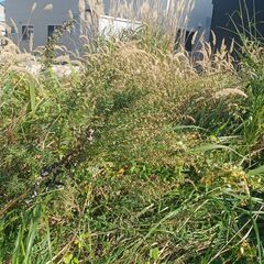 函館市内の草刈り、草むしりします！遠方の方のフルリモートも可！ - 剪定/造園