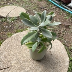 値下げしました　多肉植物　カランコエ　生活雑貨 家庭用品 ガーデニング
