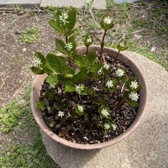 値下げしました　山野草　ひとりしずか　生活雑貨 家庭用品 ガーデニング