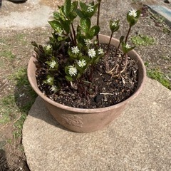 値下げしました　山野草　ひとりしずか　生活雑貨 家庭用品 ガーデニングの画像