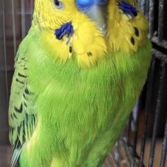 セキセイインコを探しています