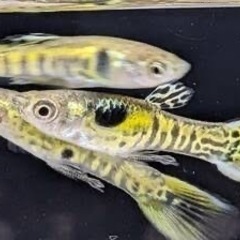 　熱帯魚　グッピー