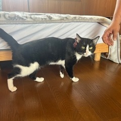 ころべえ君  - 猫