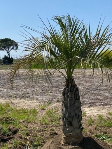 植木　ココスヤシ
