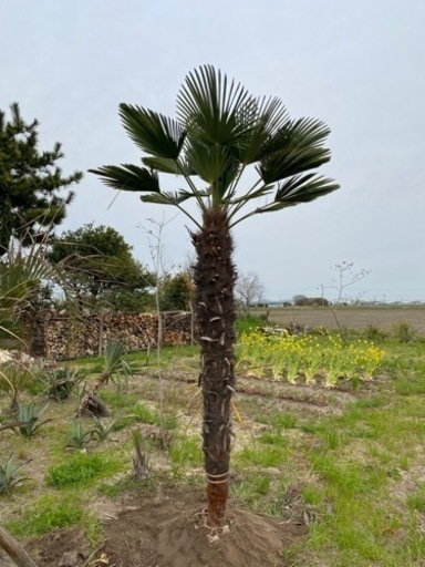 トウジュロ　トウシュロ　シュロ