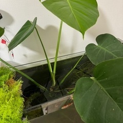 生活雑貨 家庭用品 ガーデニングの画像