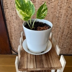 すのこラック、ミニ本棚、観葉植物置き、ウッドラックの画像