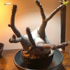 特大パキポディウム グラキリス