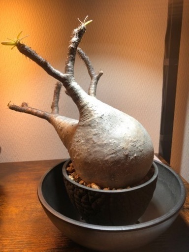 特大パキポディウム　グラキリス