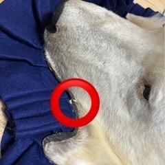 家具 カーペット/マット/ラグの画像