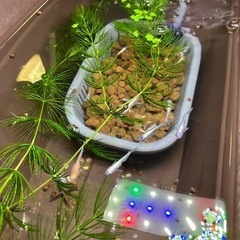 菊銀紅玉　メダカ幼魚5匹の画像