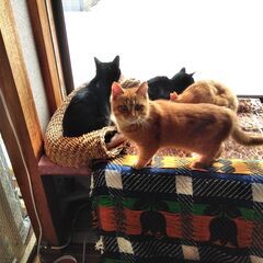 保護猫ハウス支援物資のお願い。