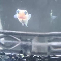 《増匹‼️》ポニョ　メダカ幼魚　7匹