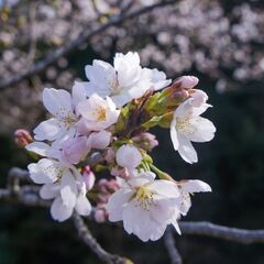 花見の様子を撮影
